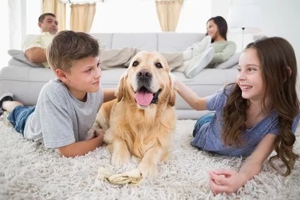 Class-A Cleaning - Area & Oriental Rug Cleaning
